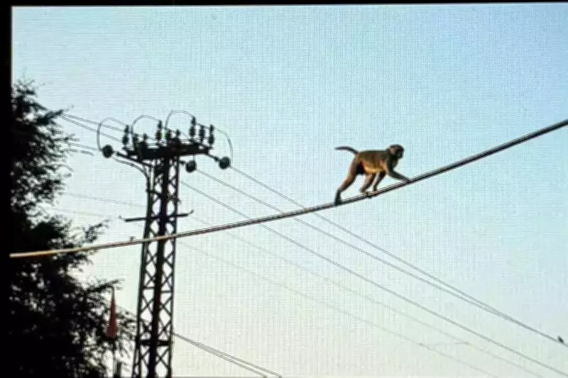 Monkey Menace Spreads Across Lucknow: Daily Bites, Property Damage Reported