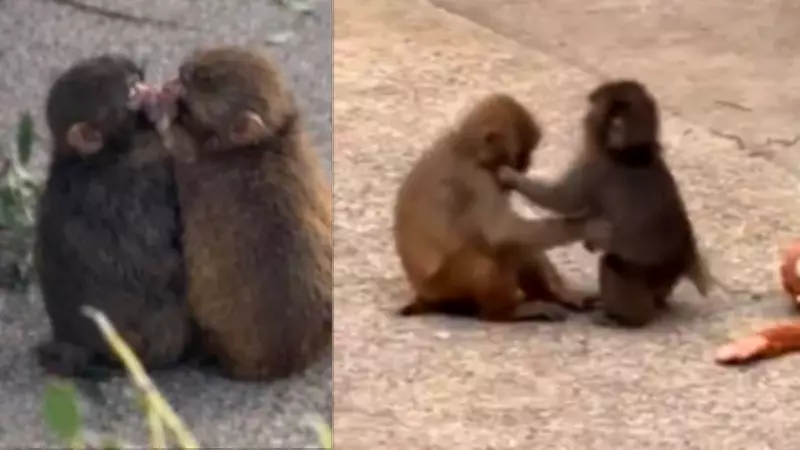 Monkey Punch's Playful Plushie Moment Interrupted by Jealous Primate