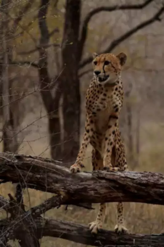 Mukhi, India's First Wild-Born Cheetah, Celebrates Third Birthday at Kuno National Park