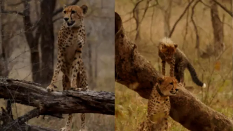 Mukhi, India's First Wild-Born Cheetah, Celebrates Third Birthday at Kuno