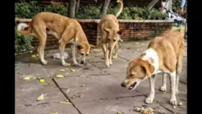 Mumbai Corporator Demands More Animal Sterilization Centers to Curb Stray Dog Menace