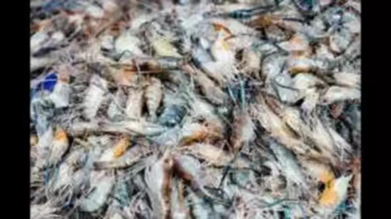 Mumbai Seafood Export Crisis: Zero Prawn Shipments to US Since 2025 Sanctions
