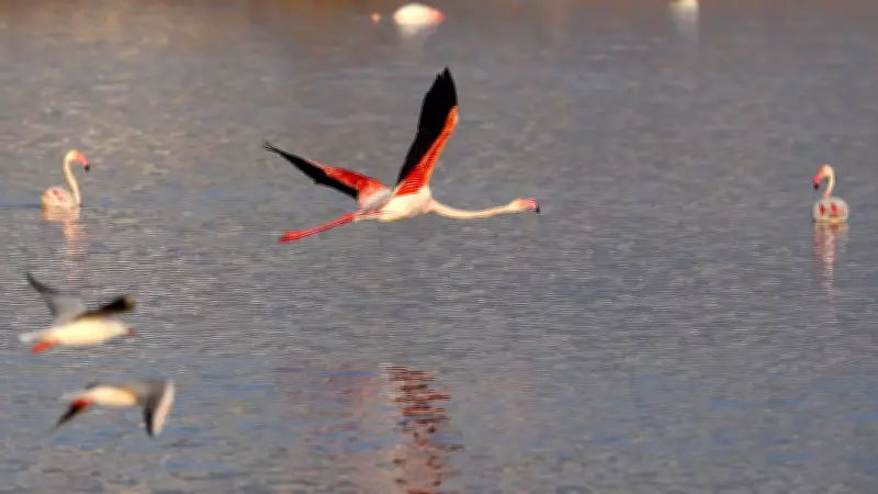 Mumbai's Flamingo Haven Awaits Protection as Migration Lags, Wetland Under Strain