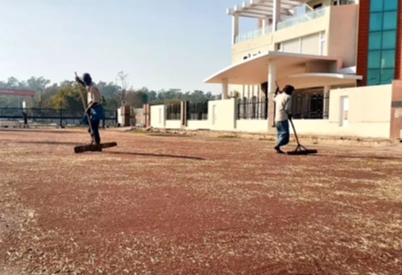 Mustard Procurement Glitches in Haryana Drive Farmers to Private Buyers