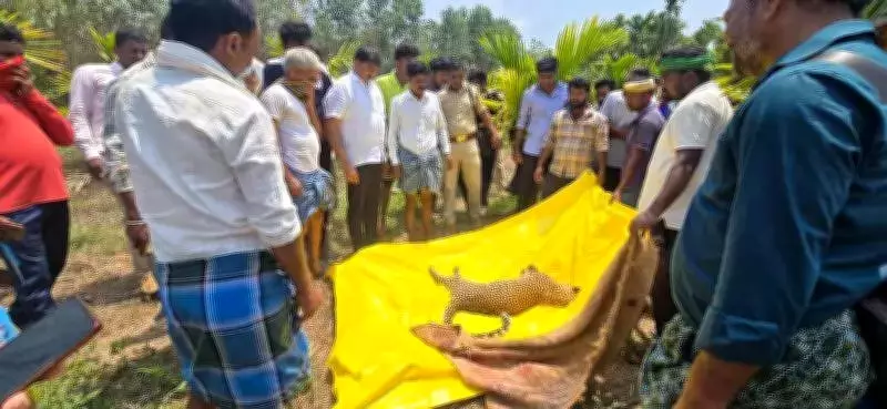 Mysterious Leopard Deaths in Shivamogga Spark Habitat and Poisoning Concerns
