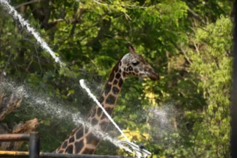 Mysuru and Kodagu Face Early Summer Scorcher, Temperatures Soar Above 35°C