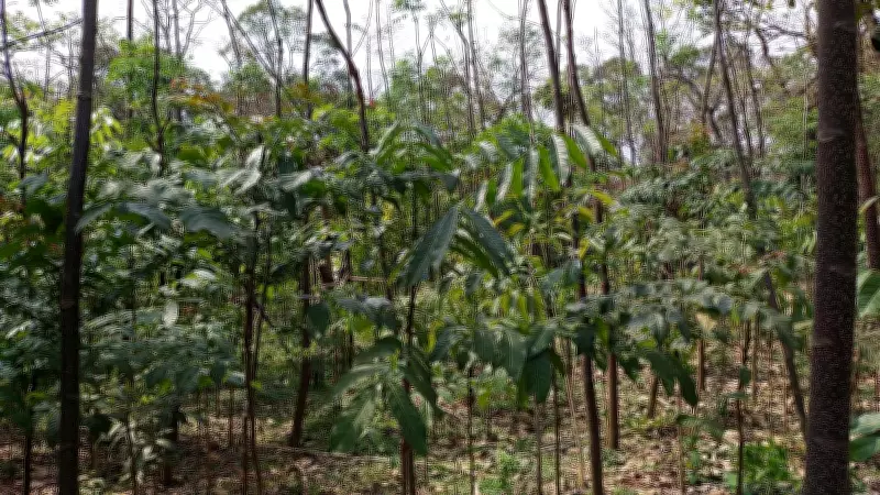 Mysuru MCC Launches Miyawaki Afforestation Method at Third City Park