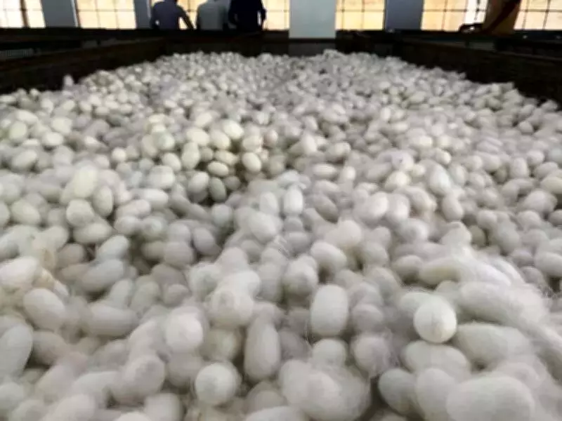 Mysuru Silk Park Budget Announcement to Revitalize Sericulture Sector