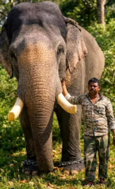 Mysuru's Dasara Elephant Gajendra Relocated to Nagarahole After Public Campaign