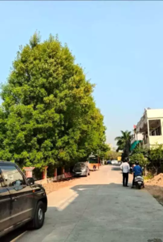 Nagpur Residents Demand Removal of Banned Conocarpus Trees Over Health Risks