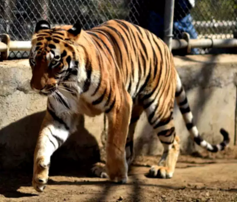 Nagpur Tiger Corridor Project Gets 2028 Deadline from Bombay High Court