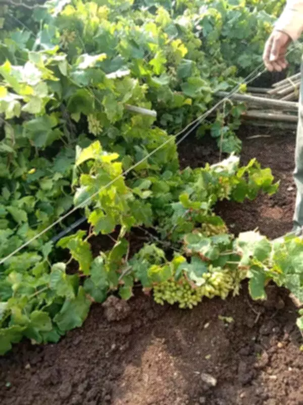 Nashik Crops Damaged by Unseasonal Heavy Rainfall, Over 248 Hectares Affected