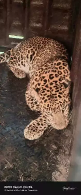 Nashik District Sanctions Rs20.35 Crore to Combat Human-Leopard Conflict