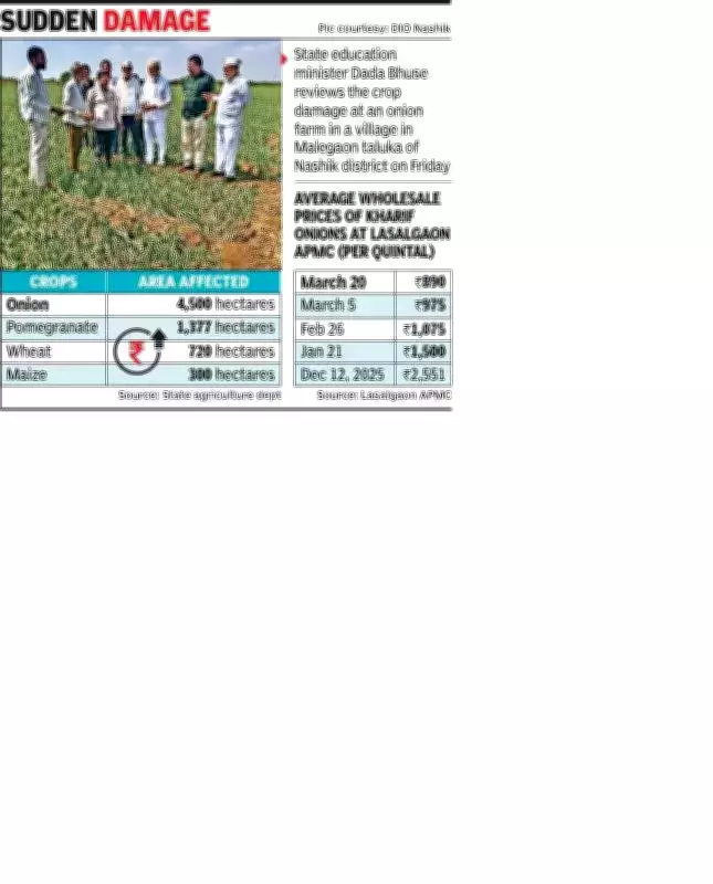 Nashik Summer Onion Crops Devastated by Unseasonal Rains, Production to Drop 15%