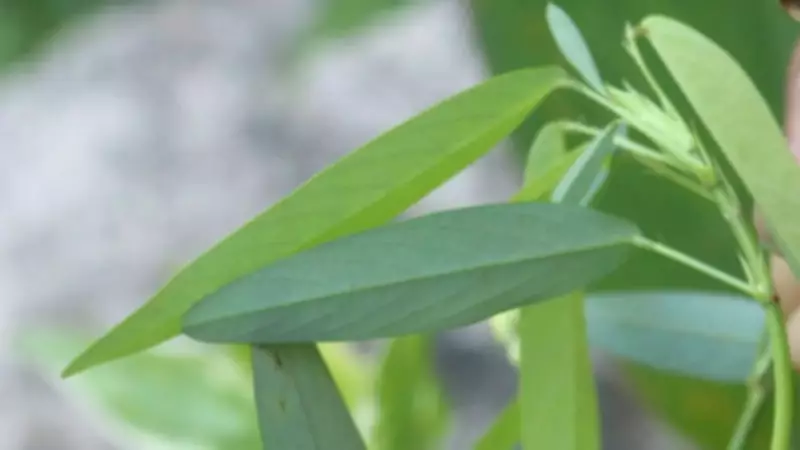 Nature's Dancing Marvel: The Telegraph Plant's Rhythmic Leaf Movements