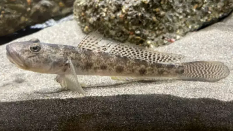 Nature's Incredible Climbers: The Waterfall-Climbing Goby Fish