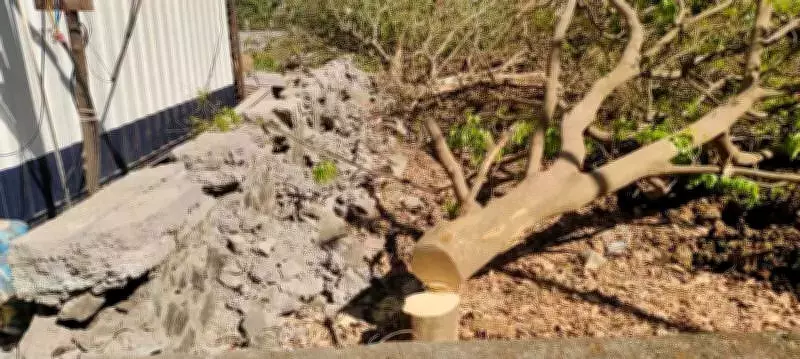 Navi Mumbai: Four Trees Chopped, Wall Damaged in Kharghar Plot Encroachment