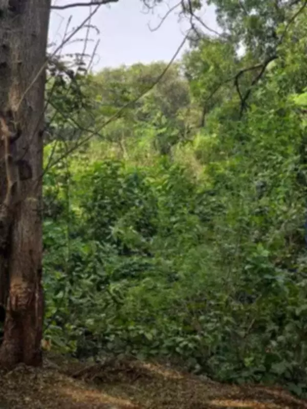 Navi Mumbai Residents Halt Illegal Tree Cutting, NMMC to File FIR for Violations