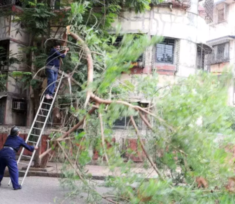 Navi Mumbai Residents to Form Silent Human Chain to Save 440 Trees from Road Project