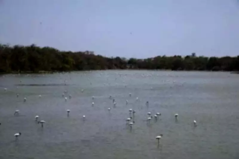 Navi Mumbai Wetlands Turn Toxic, Flamingos Vanish as Activists Declare Emergency