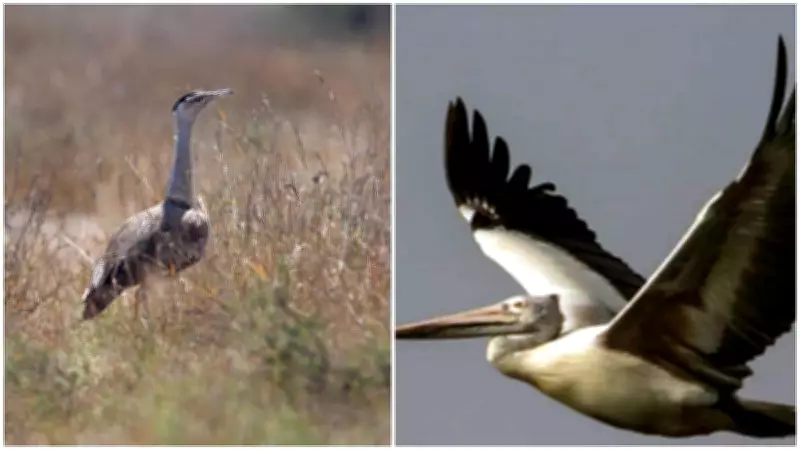 Nearly Half of Migratory Species in Decline, New Global Study Reveals