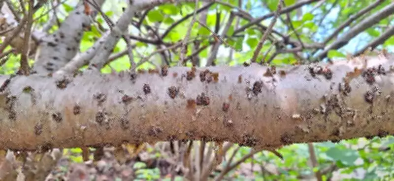 New Ayurvedic 'Gugal' Plant Species Discovered in Gujarat's Osam Hills
