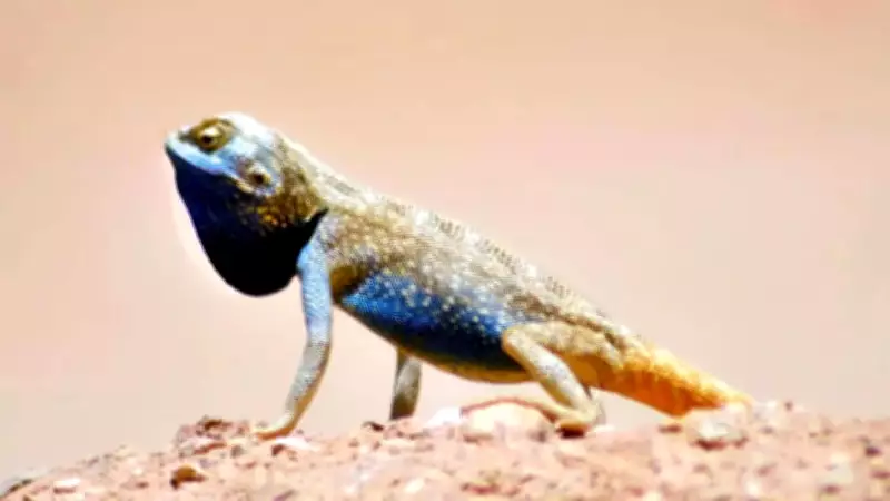 New Pale Agama Lizard Species Found in Saudi Arabia, Signals Healthy Desert Ecosystem