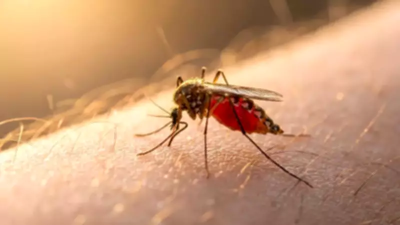 New Study Reveals How Mosquitoes Use Visual and Chemical Cues to Target Humans