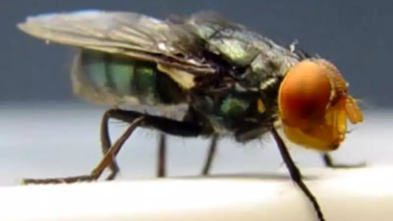 New World Screwworm Threat Resurfaces: US on Alert for Flesh-Eating Fly's Return