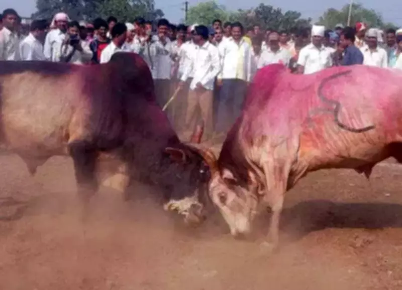 Newlywed Man Killed in Bullfight Brawl in Jalna, Three Arrested