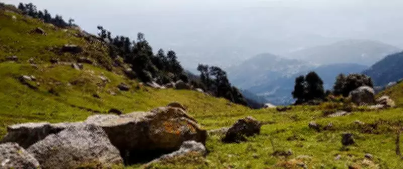 NGT Orders Forest Dept Re-Examination of RSSB Tree Felling in Himachal Pradesh