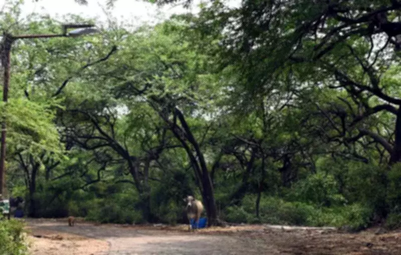 NGT Panel Finds Chhatarpur Farm Owner Illegally Felled 28 Trees, Recommends Heavy Fine