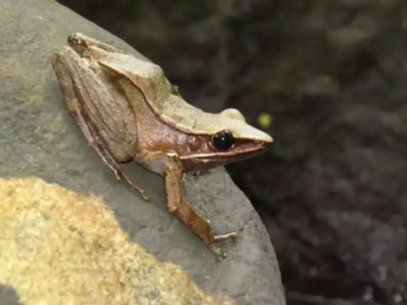 Nine New Species Discovered in Megamalai Wildlife Sanctuary Faunal Survey