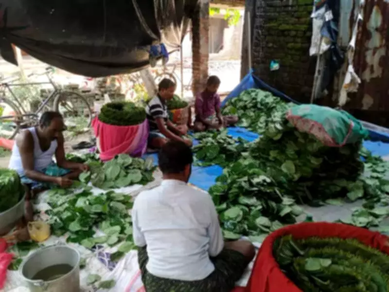 Odisha Betel Leaf Farmers Hit Hard as US-Iran War Halts Exports to Gulf Markets