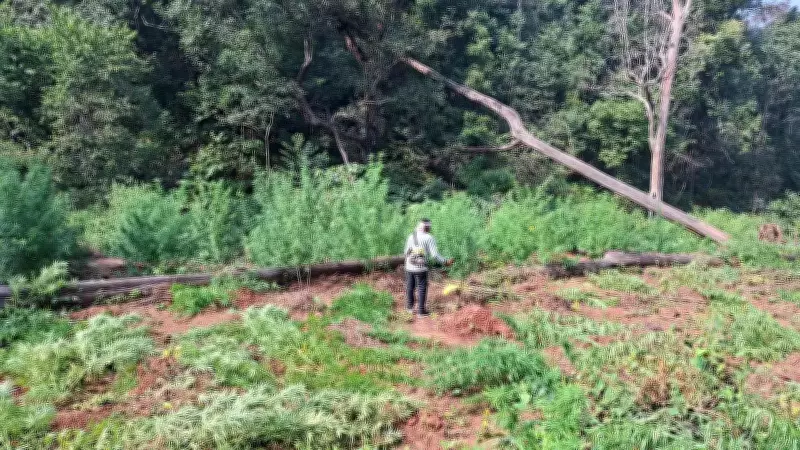 Odisha Police Seize Record 195 Tons of Ganja Worth Rs 1,346 Crore in 2025