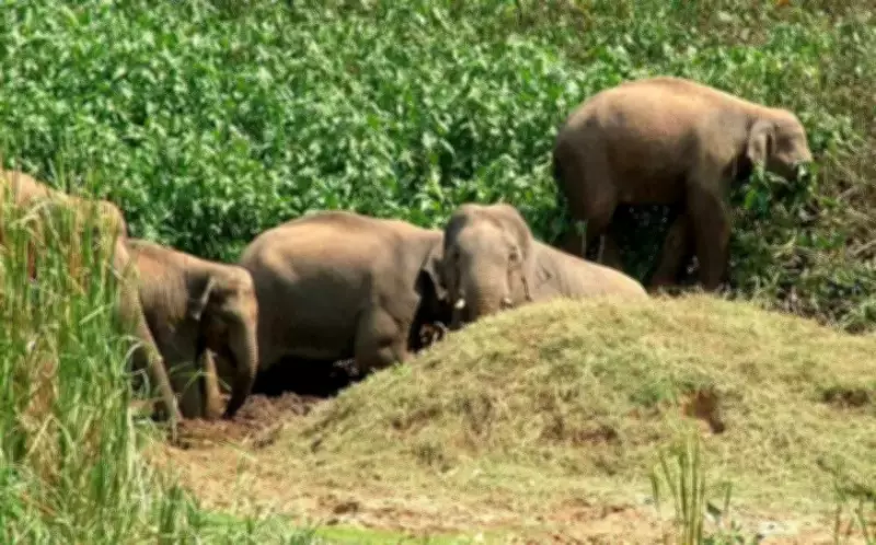 Odisha's Elephant Crisis: 344 Deaths in 4 Years, Dhenkanal Worst Hit