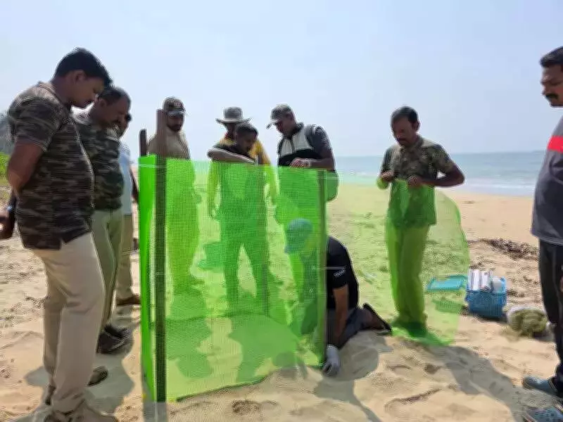 Olive Ridley Turtle Nesting Returns to Someshwar Beach After 5-Year Hiatus