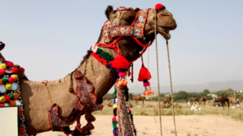 Oman Disqualifies 20 Camels for Botox, Fillers in Beauty Pageant Scandal