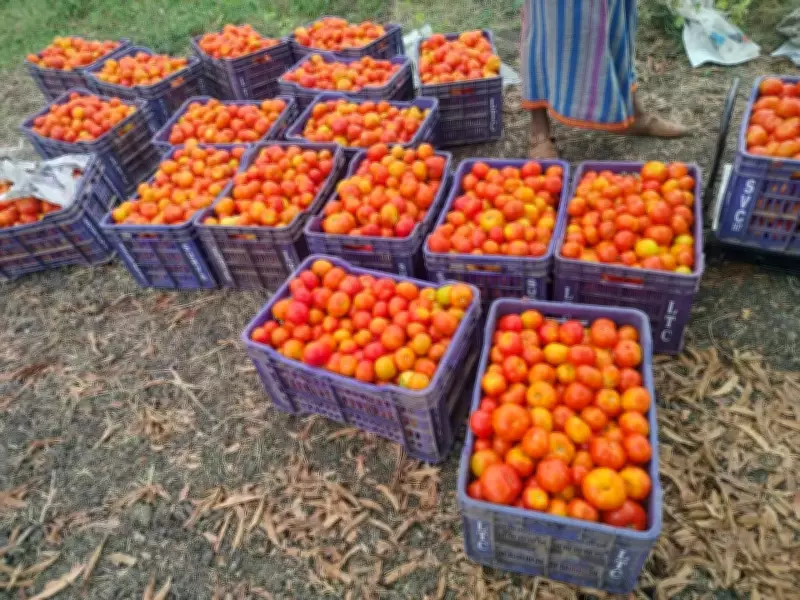 ORMAS Intervention Rescues Ganjam Tomato Farmers from Distress Sale Crisis