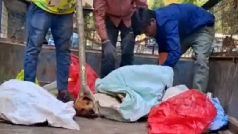 Outrage Erupts Over Video of Dogs Tied and Dumped in Truck in Bengaluru