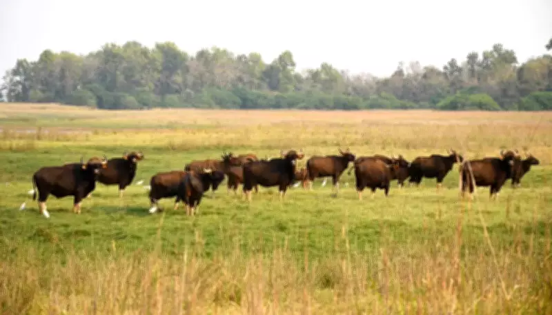 Over 600 Attend 2nd Bison Festival at Debrigarh Sanctuary with Night Camping