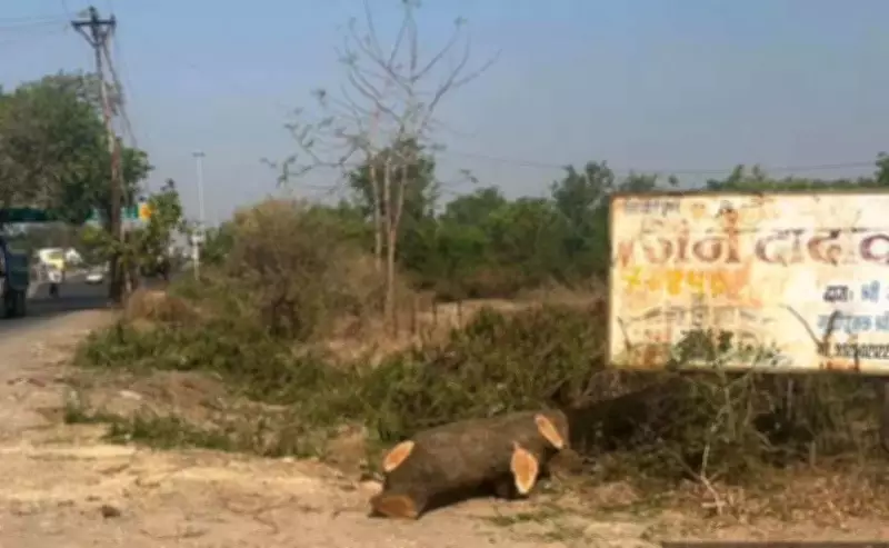 Over 700 Trees Face Axe for Road Widening in Chhatrapati Sambhajinagar, Activists Approach NGT