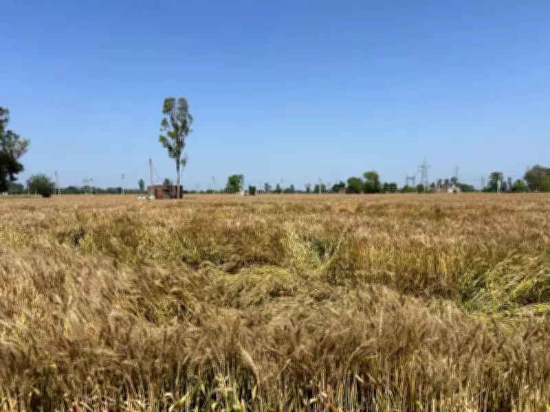 Overnight Rain Damages Wheat Crops in Tarn Taran, Farmers Express Concern