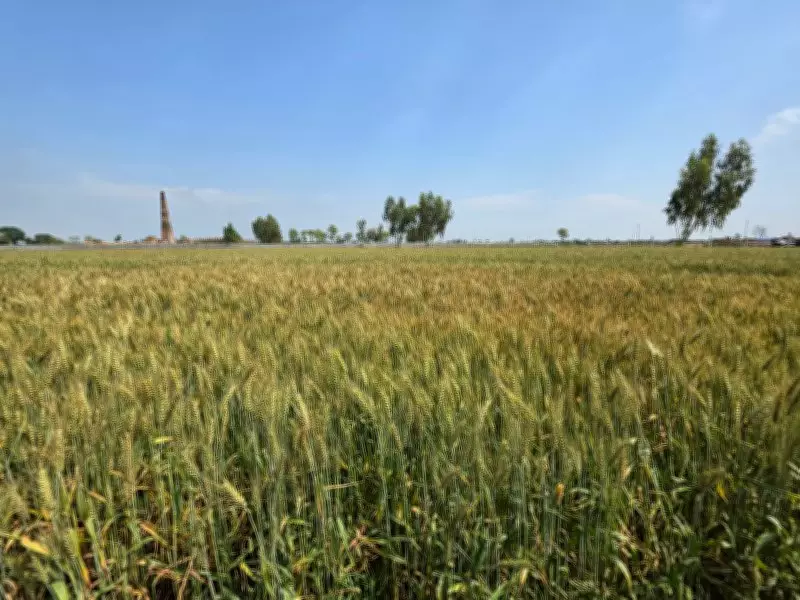 Patiala District Prepares 108 Mandis and 89 Centers for Wheat Procurement Season