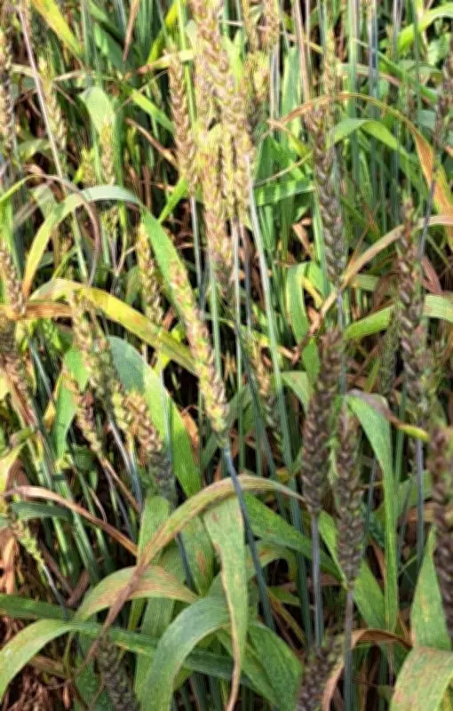 PAU Experts Clarify Purple Wheat Discoloration Not a Disease, Warn Against Fungicide Use