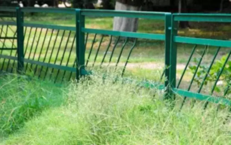 PAU Warns of New Weeds in Punjab Fields After Himachal Floods