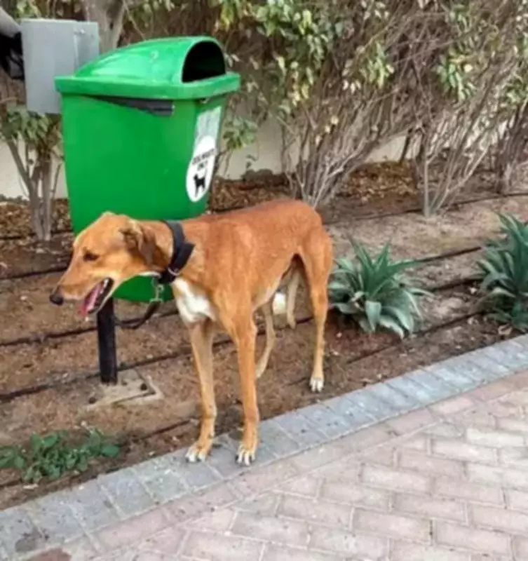 Pet Boom in India: Status Symbol or True Companionship?