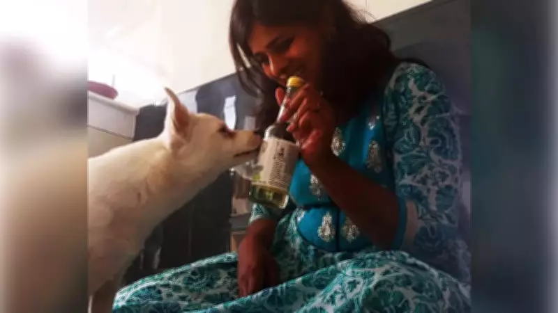 Pets in Pubs: Goa's Trend of Dogs Sharing Social Moments with Owners