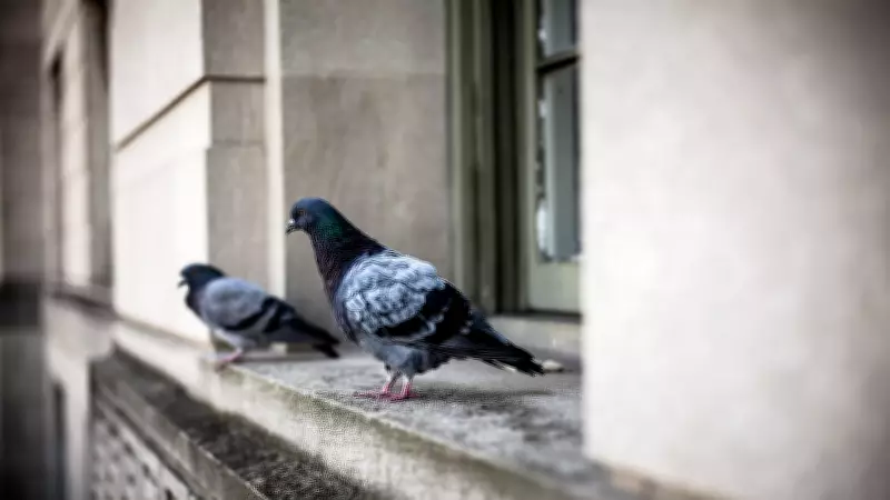 Pigeon Droppings Pose Major Lung Disease Risk, Doctors Urge Caution