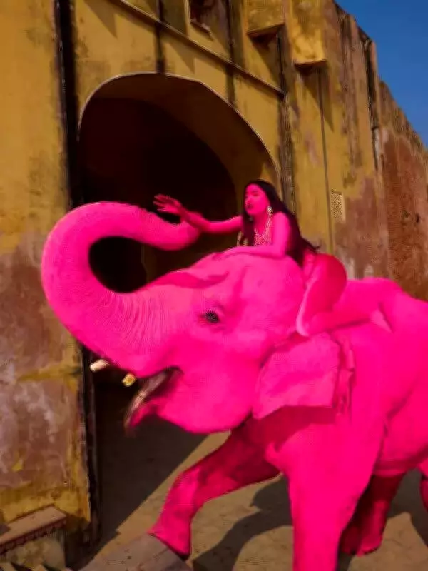 Pink Elephant Photo Shoot in Jaipur Sparks Ethical Debate Over Animal Use